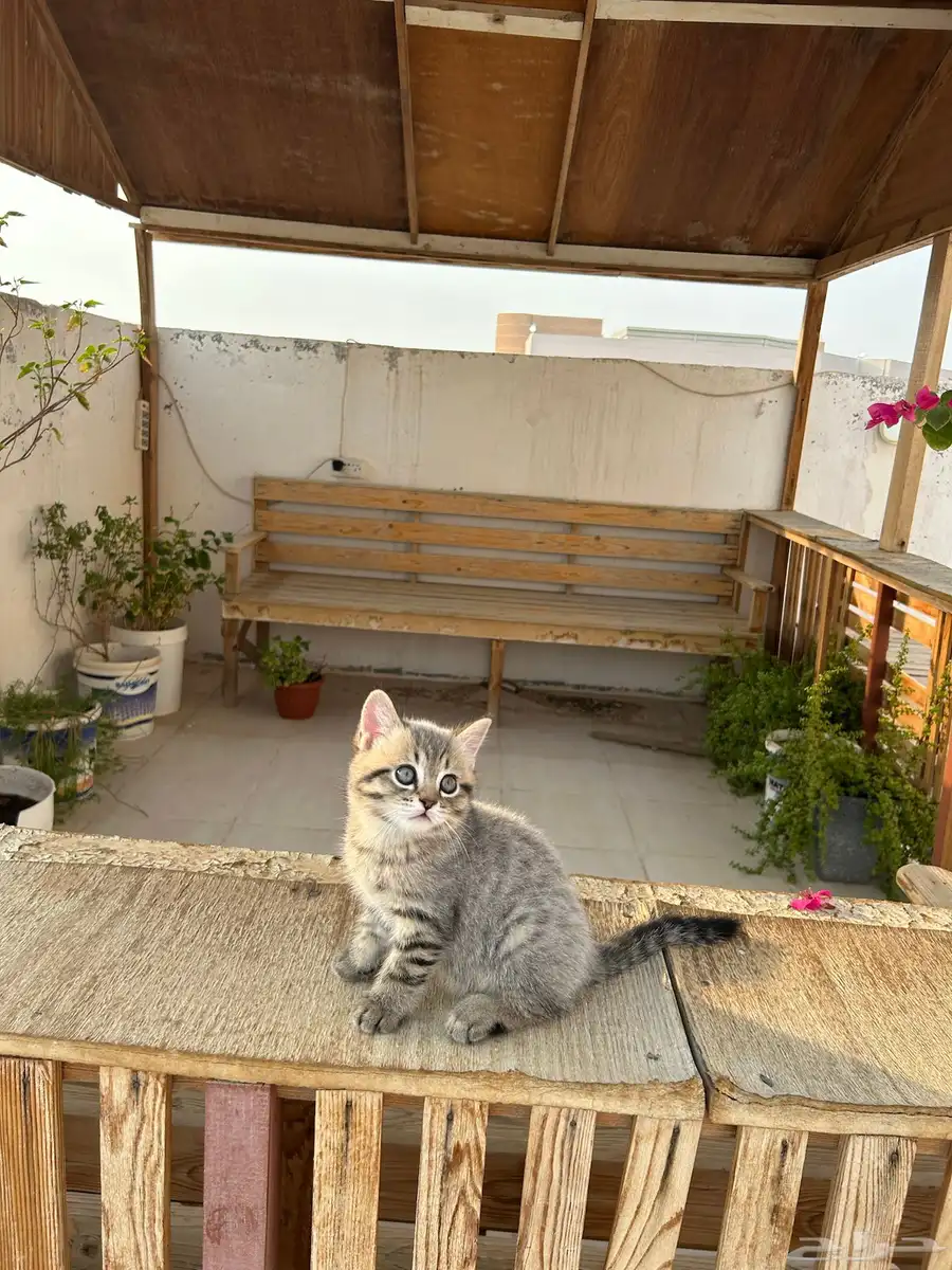 قطط كيتن سكوتش فولد وستريت شورت هيرللبيييع 16