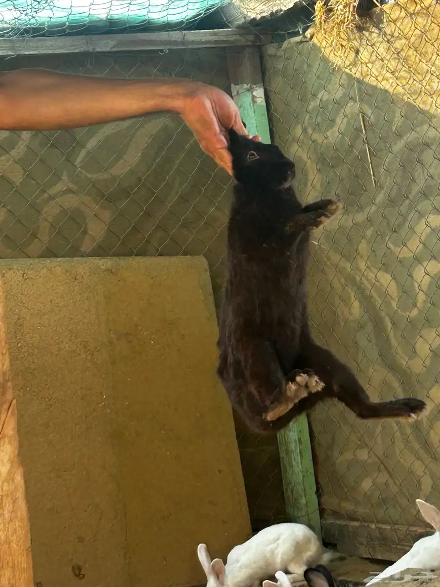 أرانب بلدي وفرنسي 3