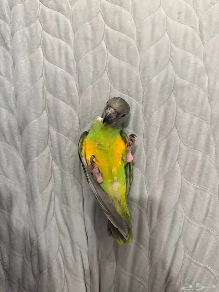 طير سينغالي هدد قمة في الولافة (تم البيع) (تم البيع) 5