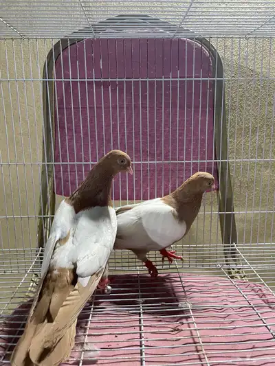 حمام شامي 3 اجواز (زوج دجي )(زوج مواردي )(زوج نوريات زرق) 1