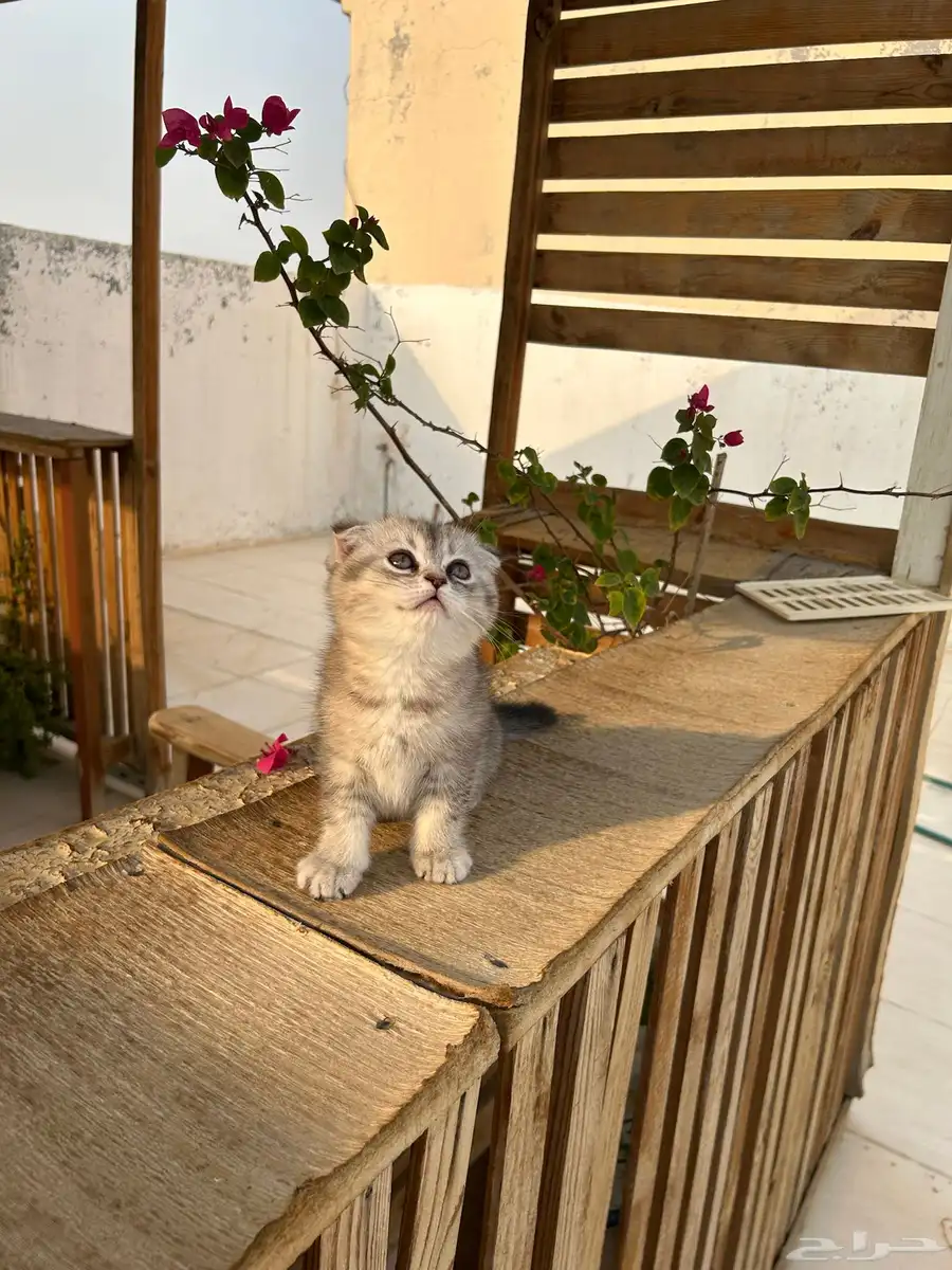 قطط كيتن سكوتش فولد وستريت شورت هيرللبيييع 5