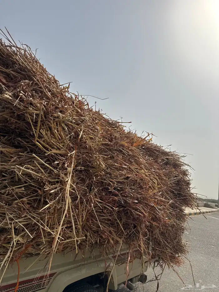 ابوعريش 1