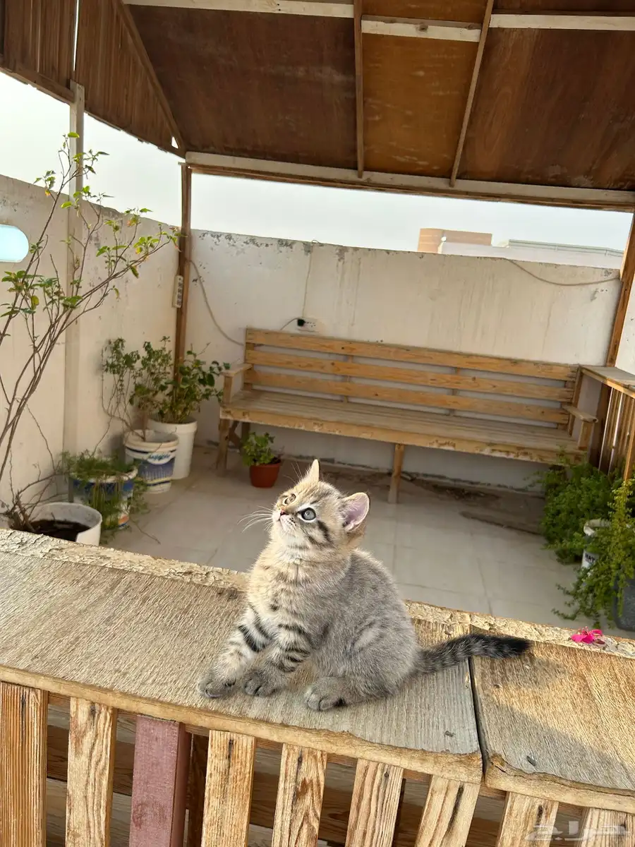 قطط كيتن سكوتش فولد وستريت شورت هيرللبيييع 12