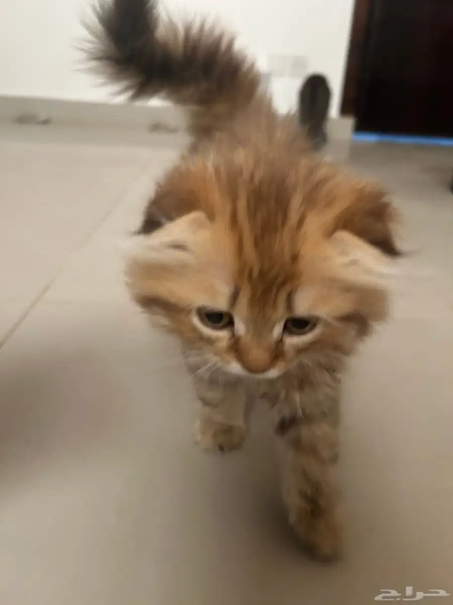 قطط 3