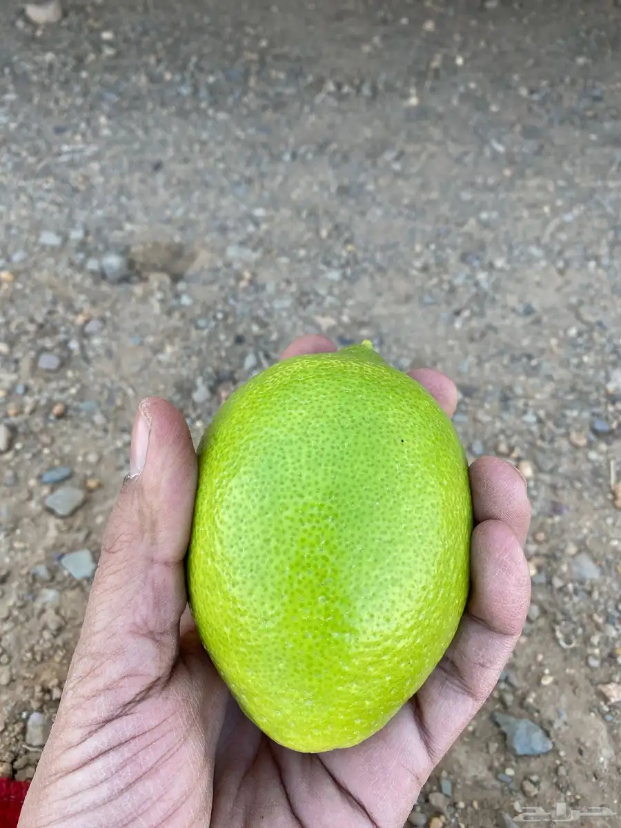 للبيع ثمار ليمون اضاليا البيع جمله 7