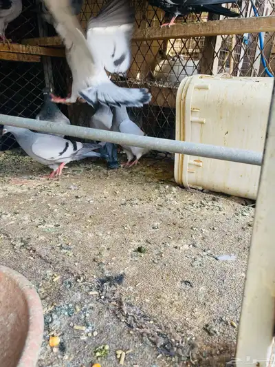 للبيع 10 ازواج طبات زواجل 4