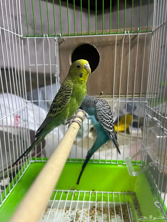 جوز بادجي طيور الحب 2