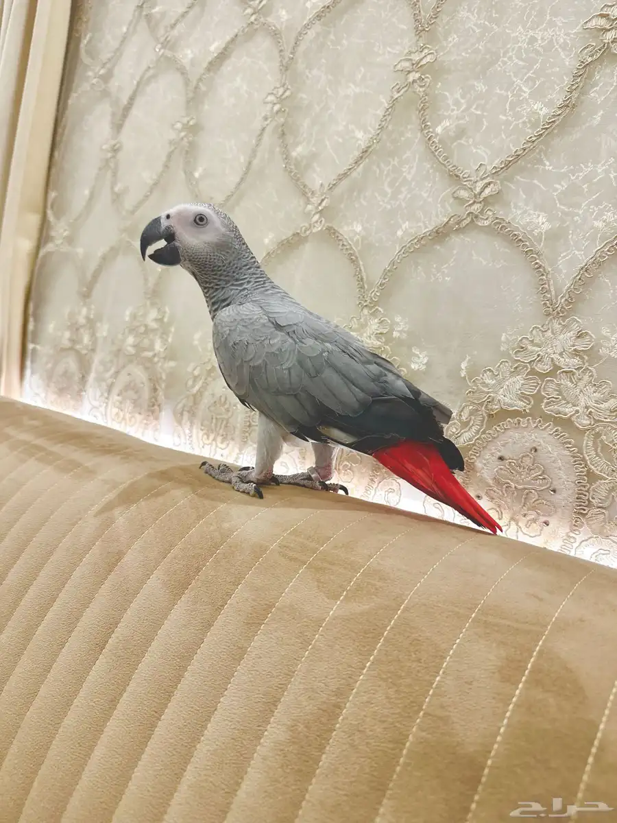 فرخ كاسكو متكلم بالوجه ( لو ثلجي ) 3