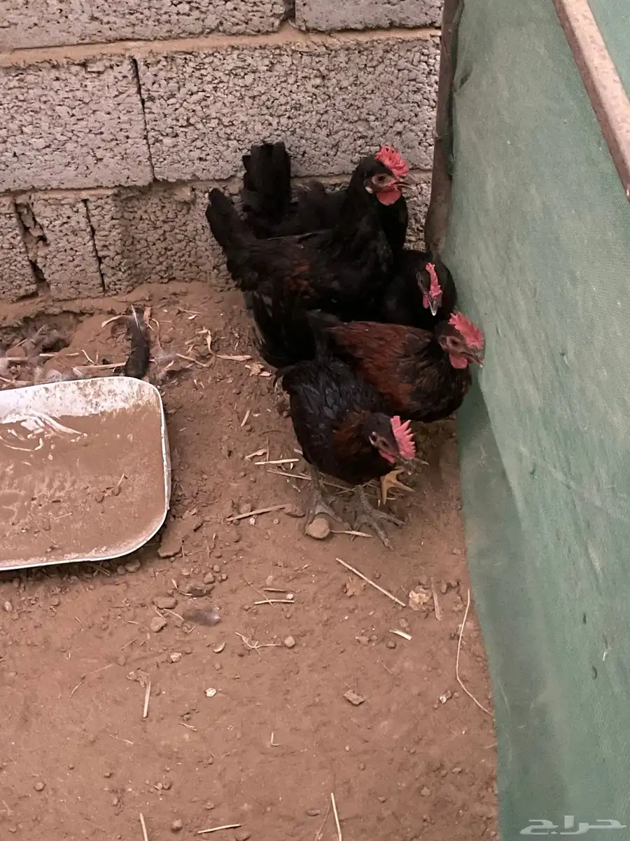 ديوكه للبيع 0
