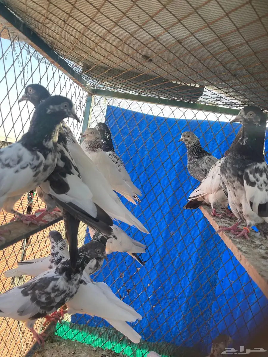 حمام باكستاني 2