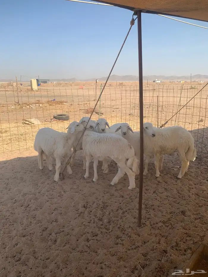 حري ذبايح زواج ذبائح مناسبات يوجد صلخ وتوصيل داخل جده 0