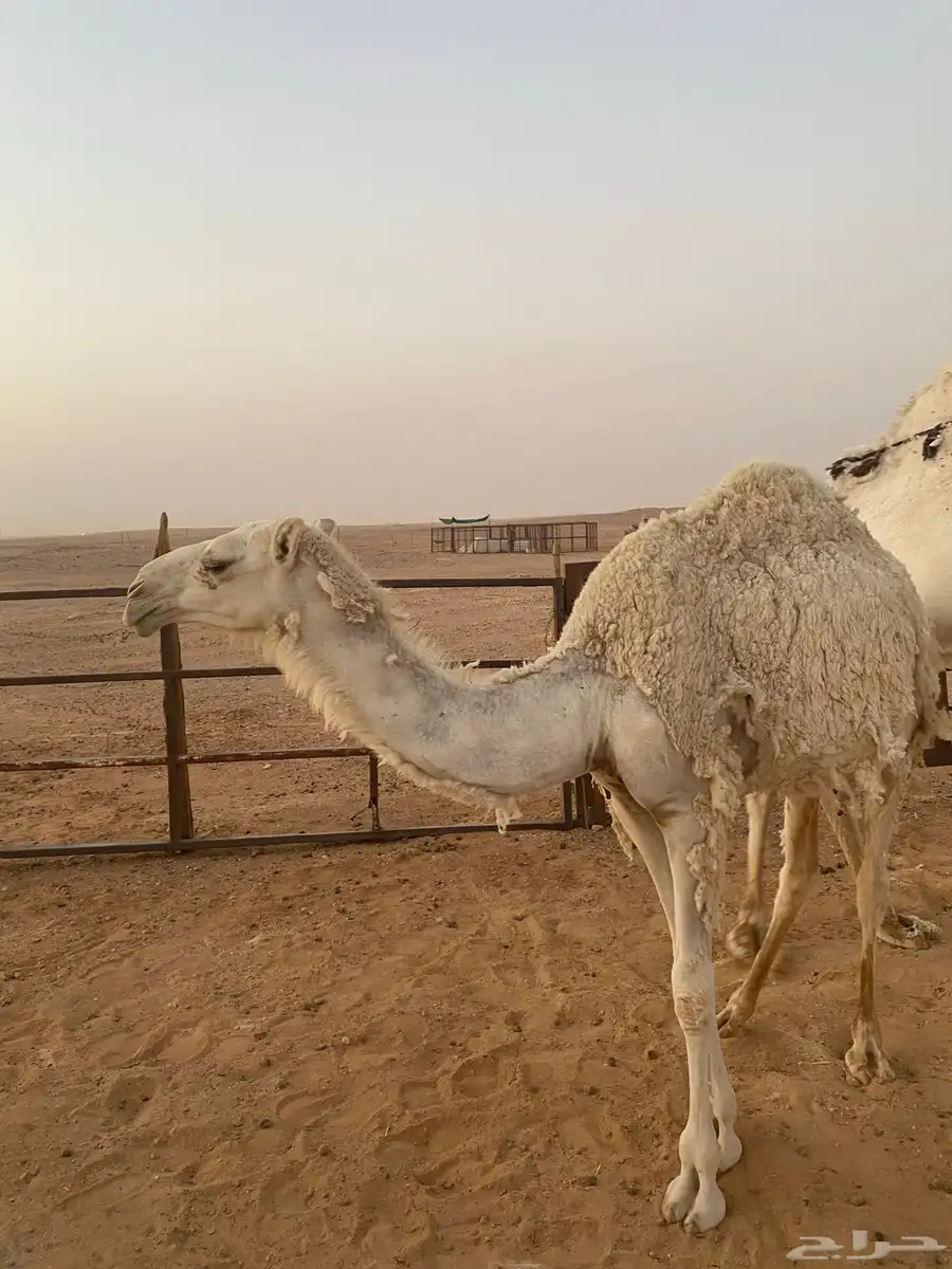 جنوب سعد قريب 2