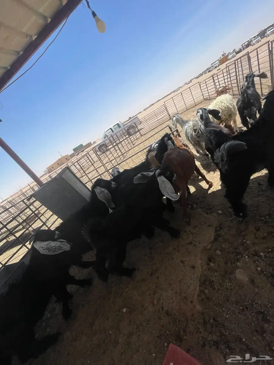 تيوس جفار بلدي وشي كفو 0