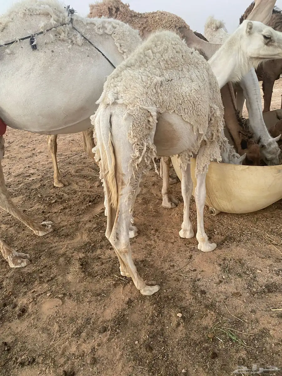 جنوب سعد قريب 0