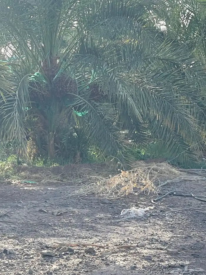 مزرعه نخل للبيع وسعر جدا مناسب 3