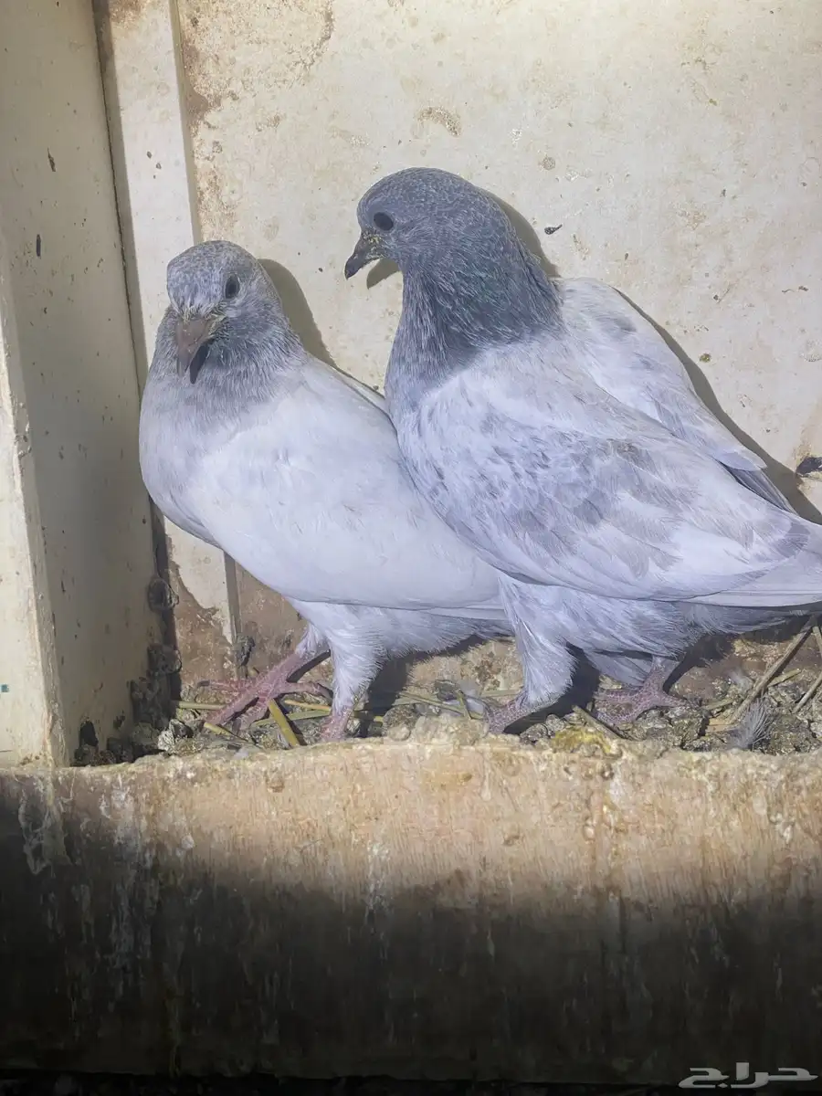 طبات باكستاني 27