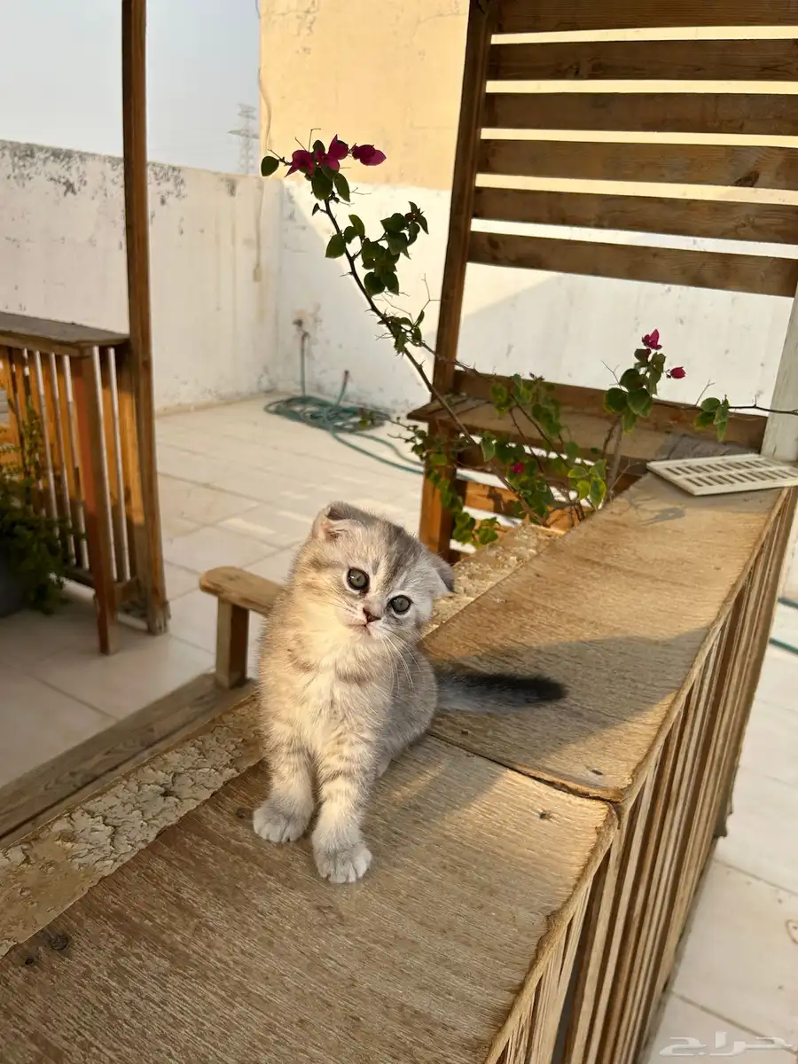 قطط كيتن سكوتش فولد وستريت شورت هيرللبيييع 7