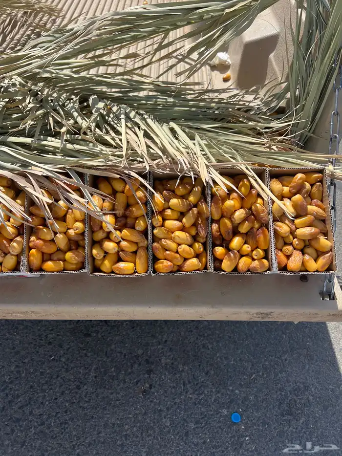 تمر خرفه بيشة تمر كفو وسعر مناسب 0