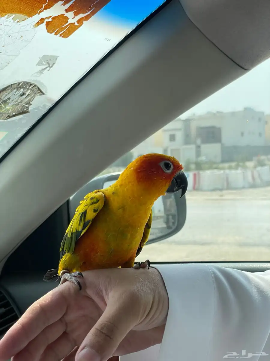 صن كنيور أليف 0