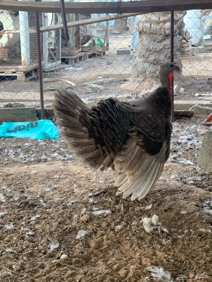 للبيع دجاج رومي بياض 0