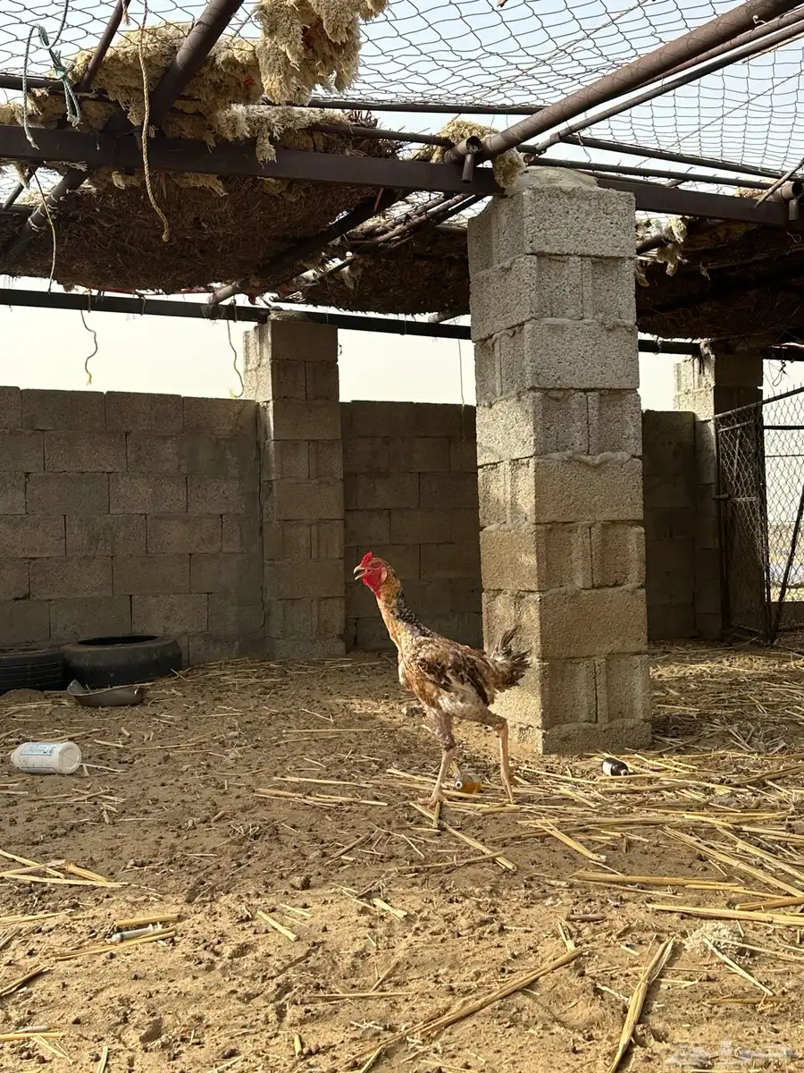 دجاج باكستاني 5
