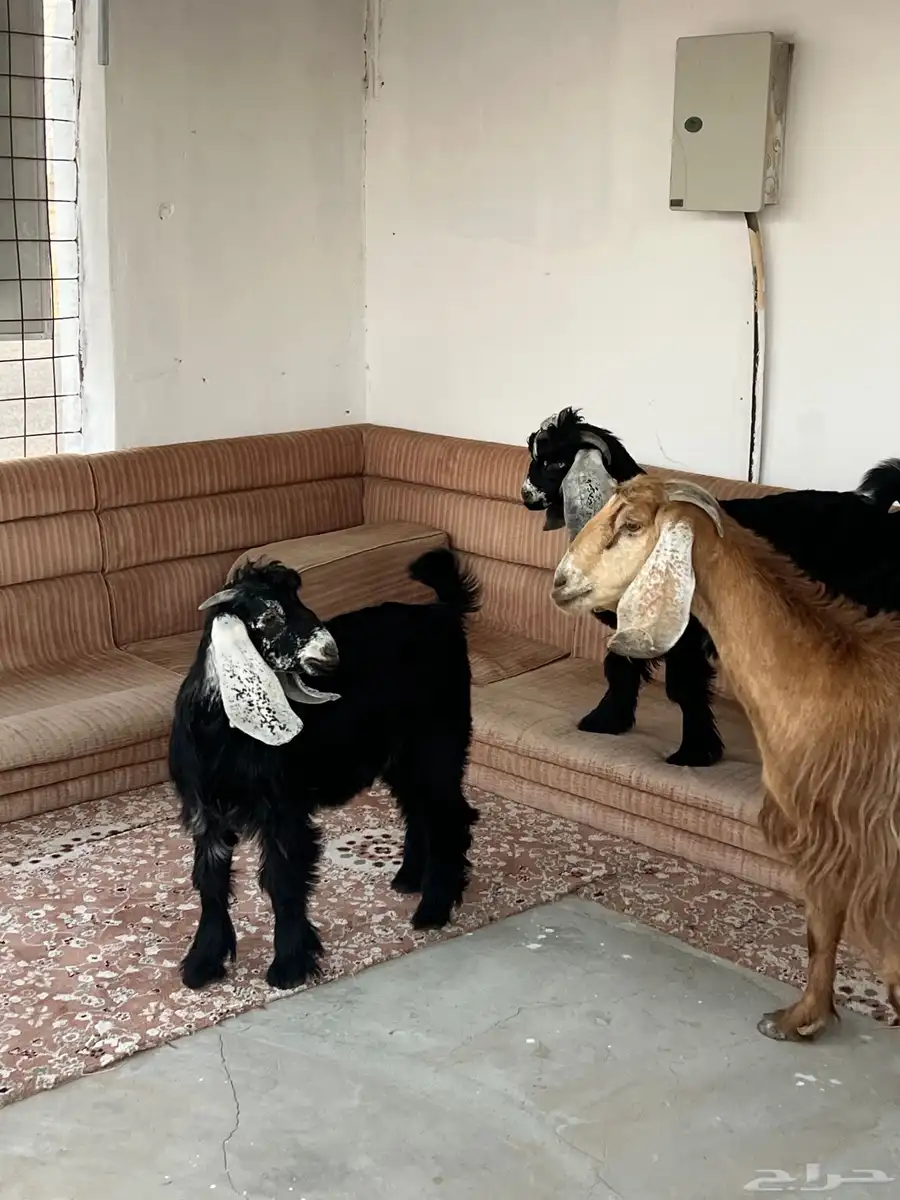معزا متاويم 4