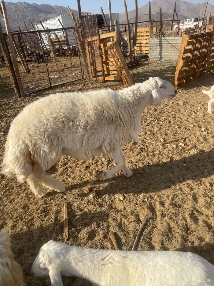 طلي ثني من حلالي غير مشروط جرم وفل شحم 8