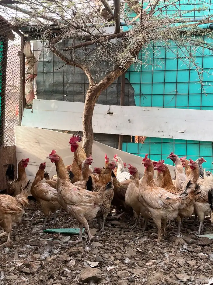 دجاج بلدي كفووو 4