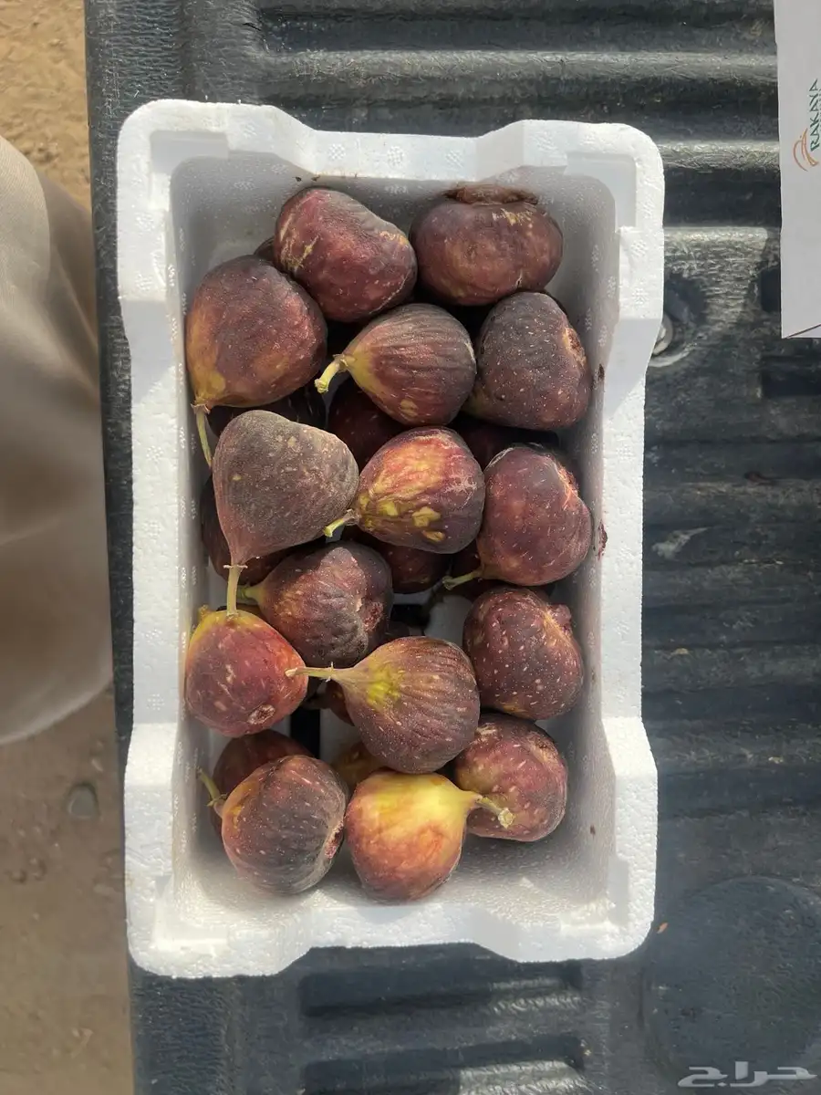 بلح وحماط للبيع جمله 2