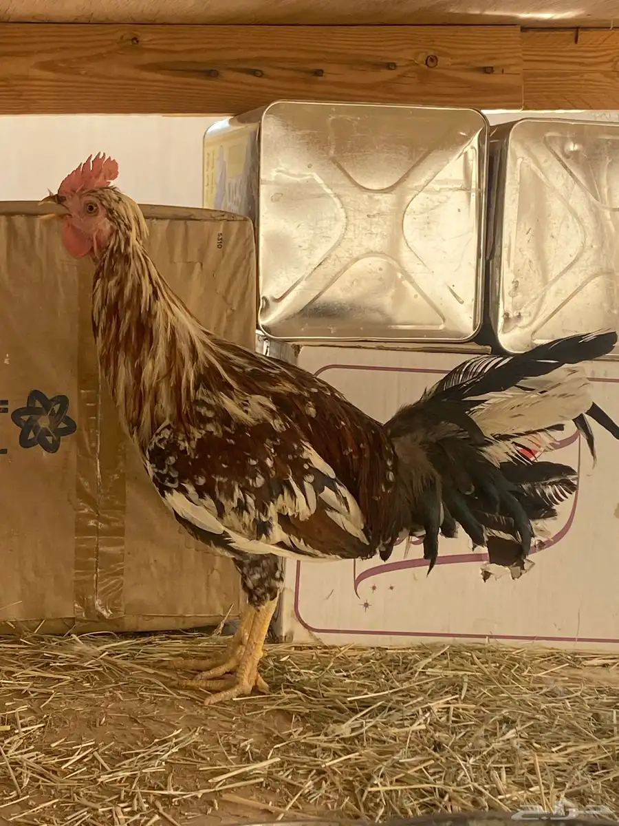 ديك ماكنتوش اصيل دمه حار 0