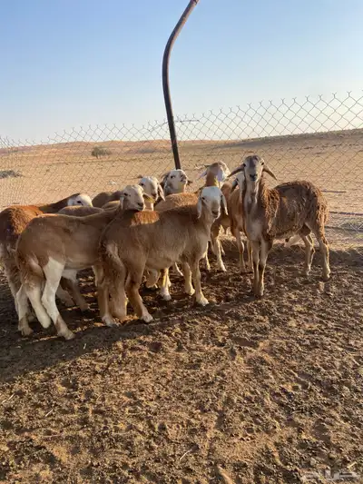 سواكن طيبه ( تم البيع ) 7