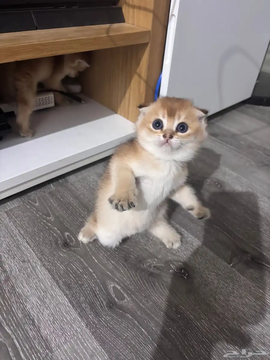 قطط سكوتش 5