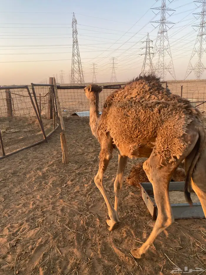 مفروده صفراء للبيع 0