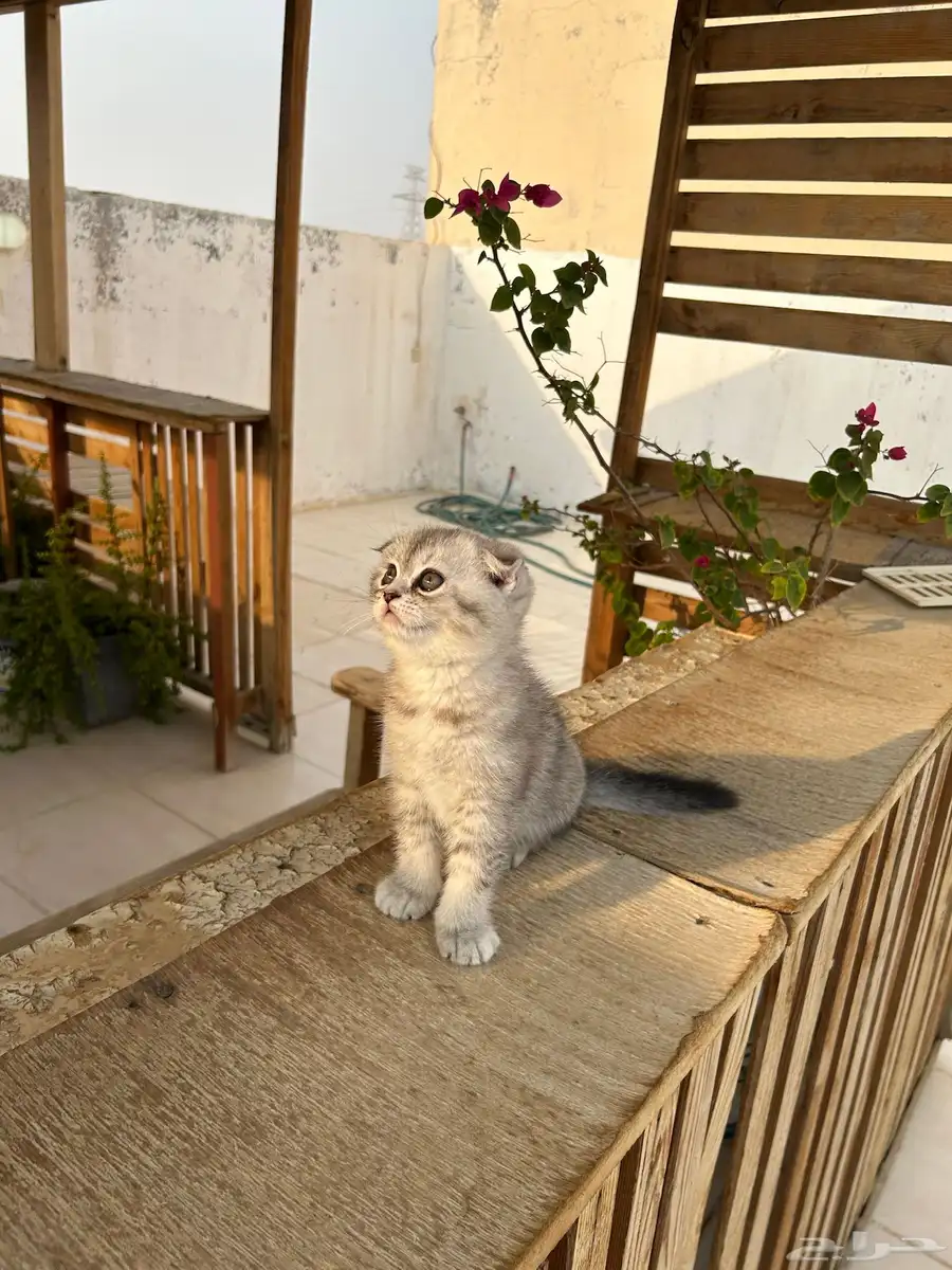 قطط كيتن سكوتش فولد وستريت شورت هيرللبيييع 6