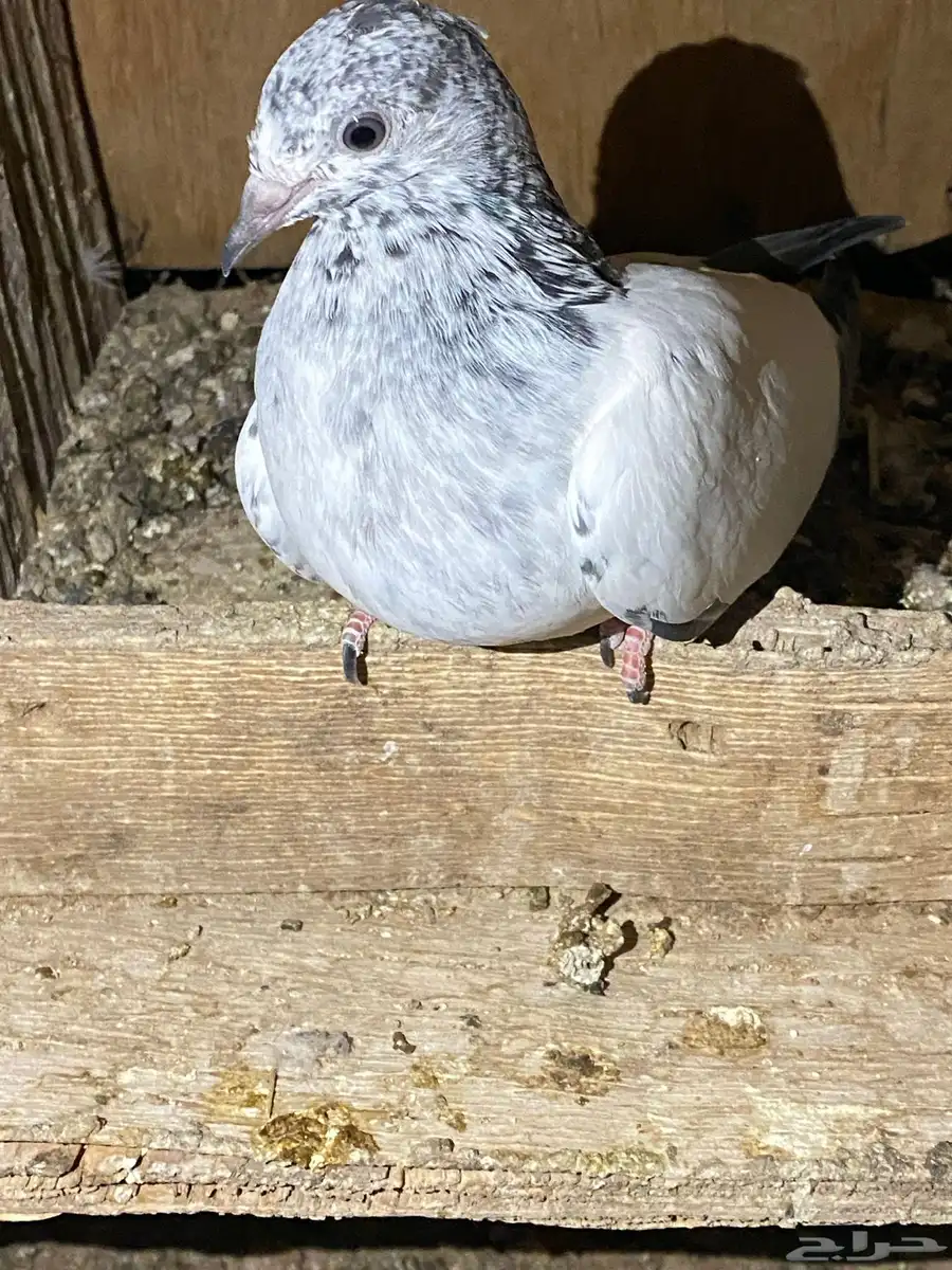 طبات باكستاني 36