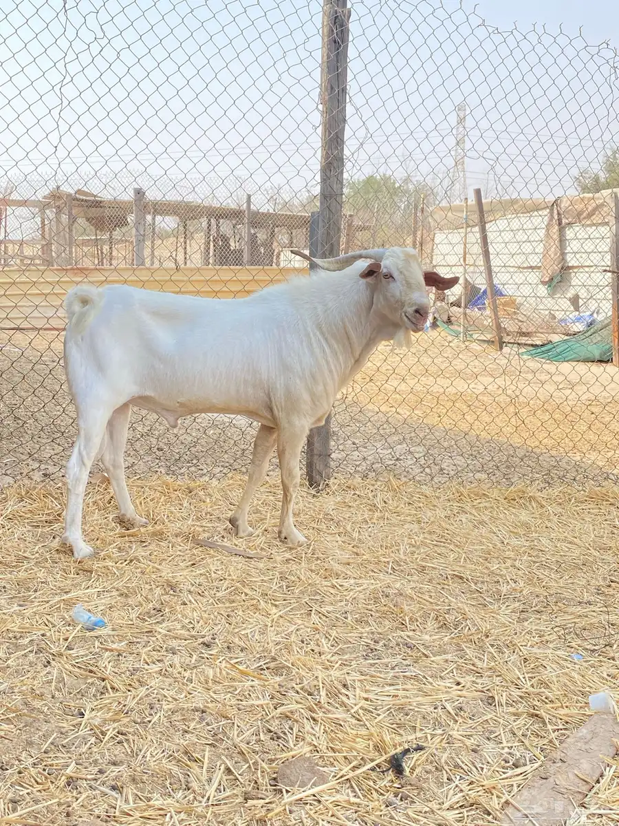 فحل بيشي ابرص 2
