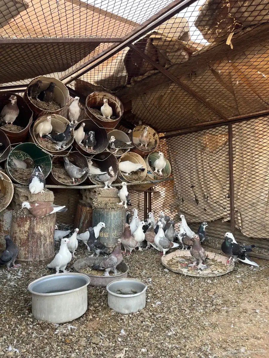 حمام 2