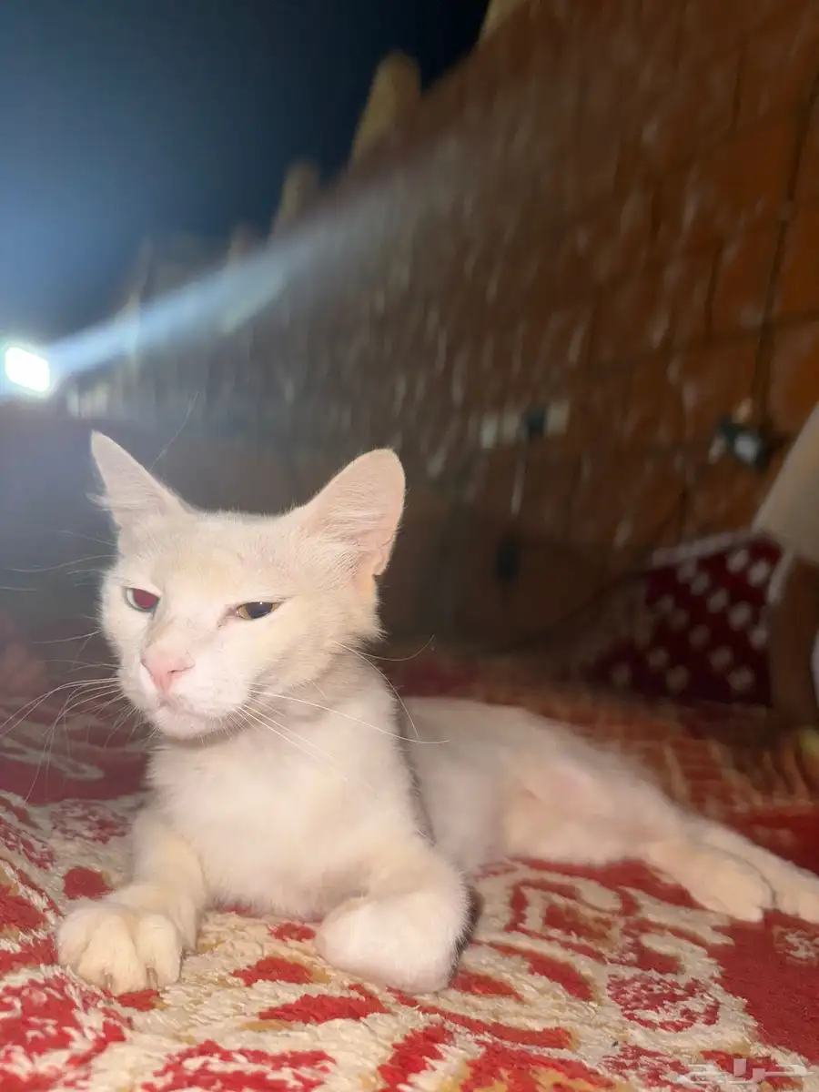 قطوه أليف للتبني لعوب الاسم مزنه العنايه غسيل كل جمعه فقط 0