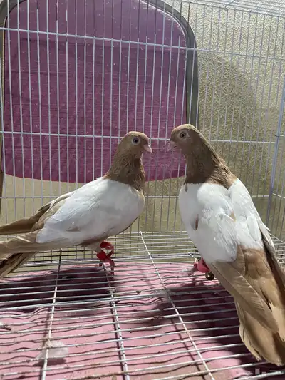 حمام شامي 3 اجواز (زوج دجي )(زوج مواردي )(زوج نوريات زرق) 0