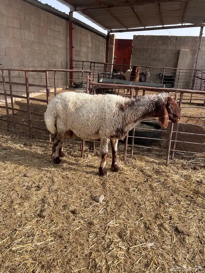 نعجه طيبه 1