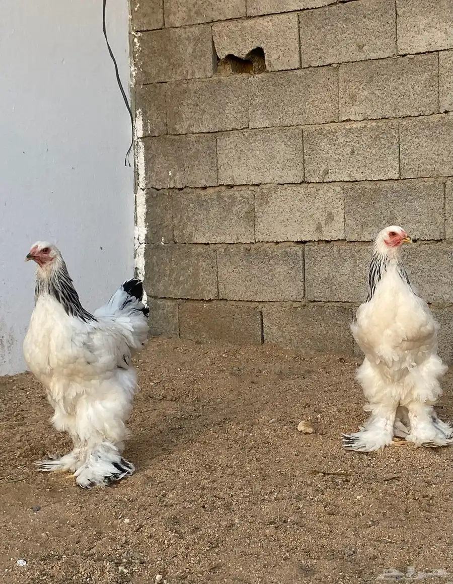 دجاج براهما كولمبي 3