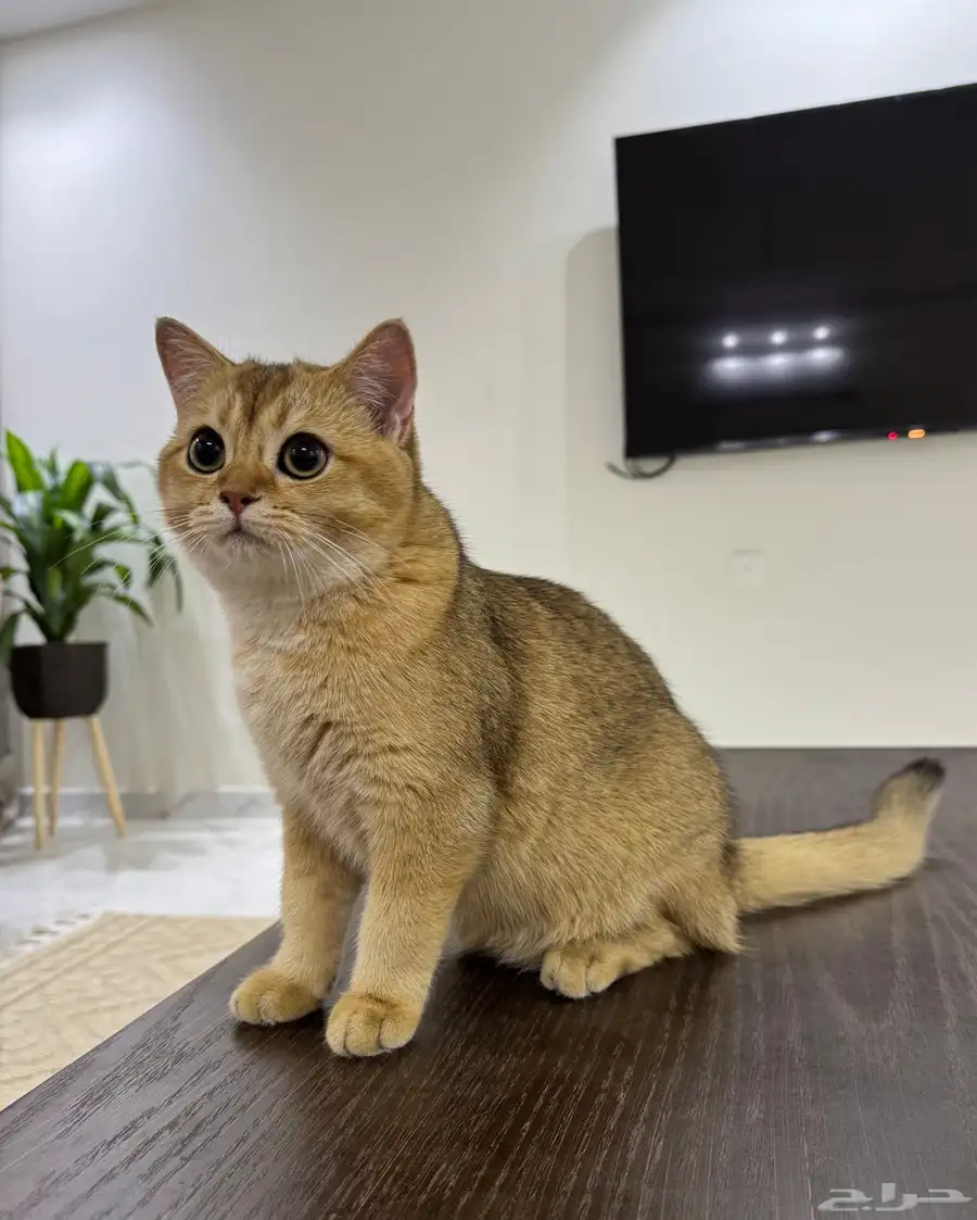 سكوتش جولد ستريت بيور 3