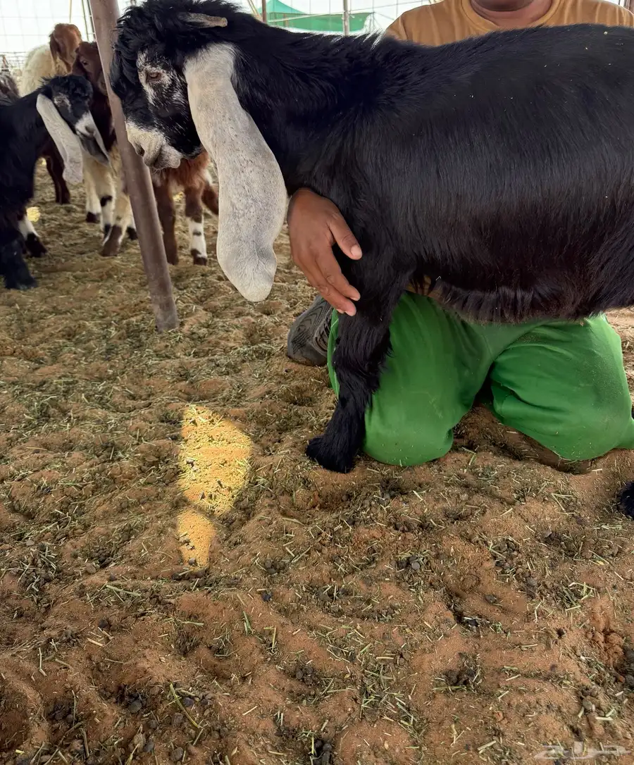 تيوس عوارض مشاريع فحول 3