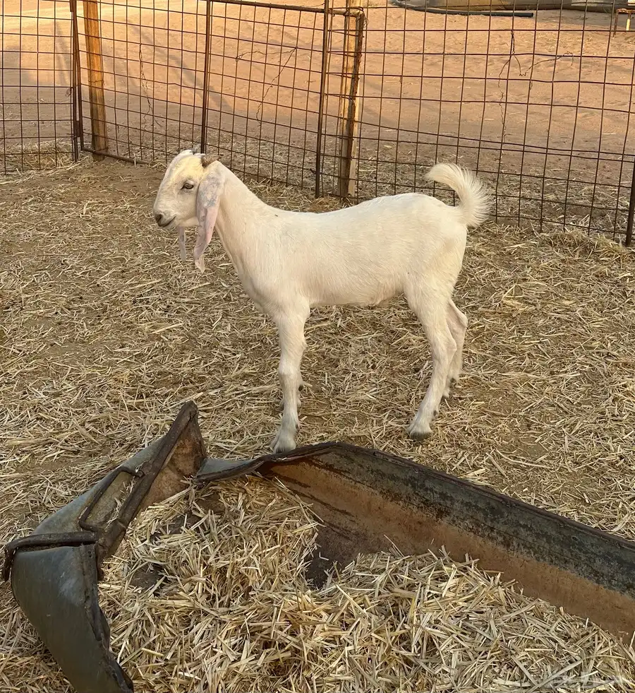 للبيع 5