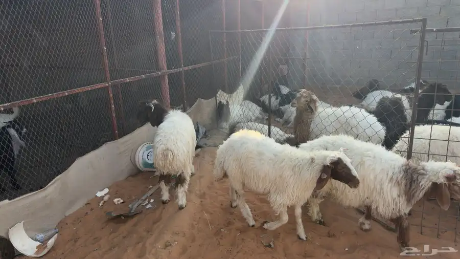ذبايح جذعان نعيم 2