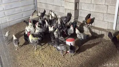 بيض فيومي شبابي و غولد 1