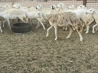 غنم دفيع ومقاريب 15