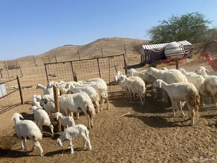 غنم خلفات تم البيع 2