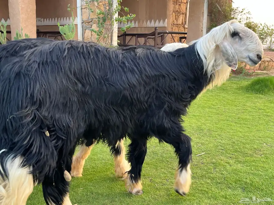 مشاريع فحول كفوو 9