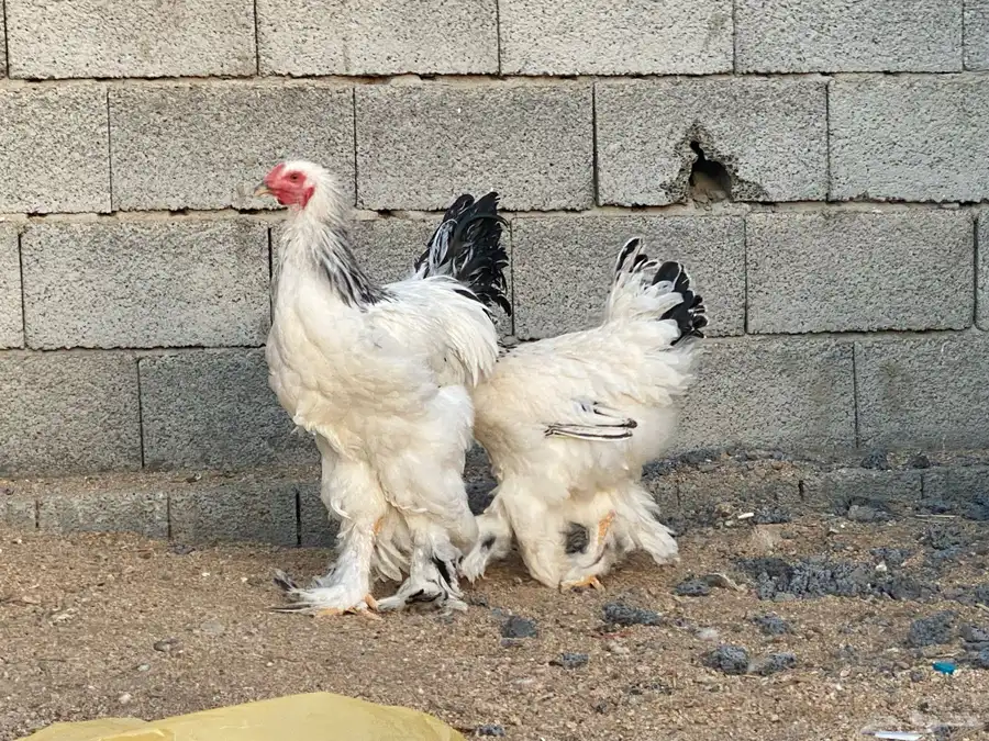 دجاج براهما كولمبي 0